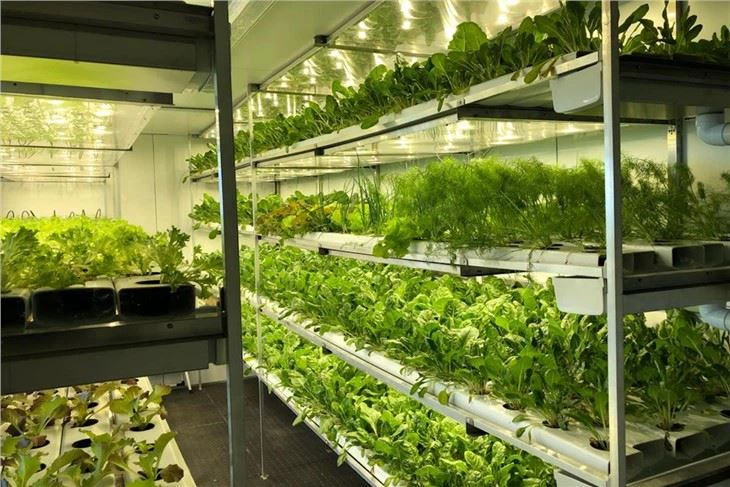 Hortaliças e alimentos frescos embalados para exportação