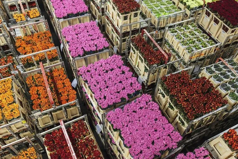 Caixas de flores de corte prontas para embarque aéreo refrigerado