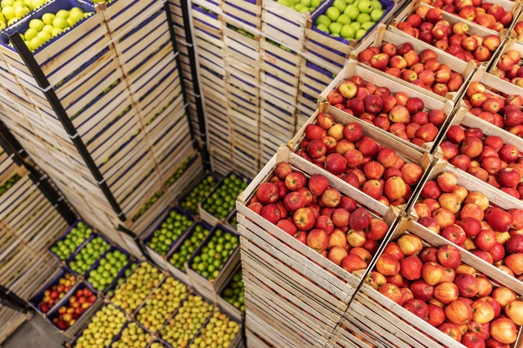 Caixas de frutas frescas paletizadas para exportação