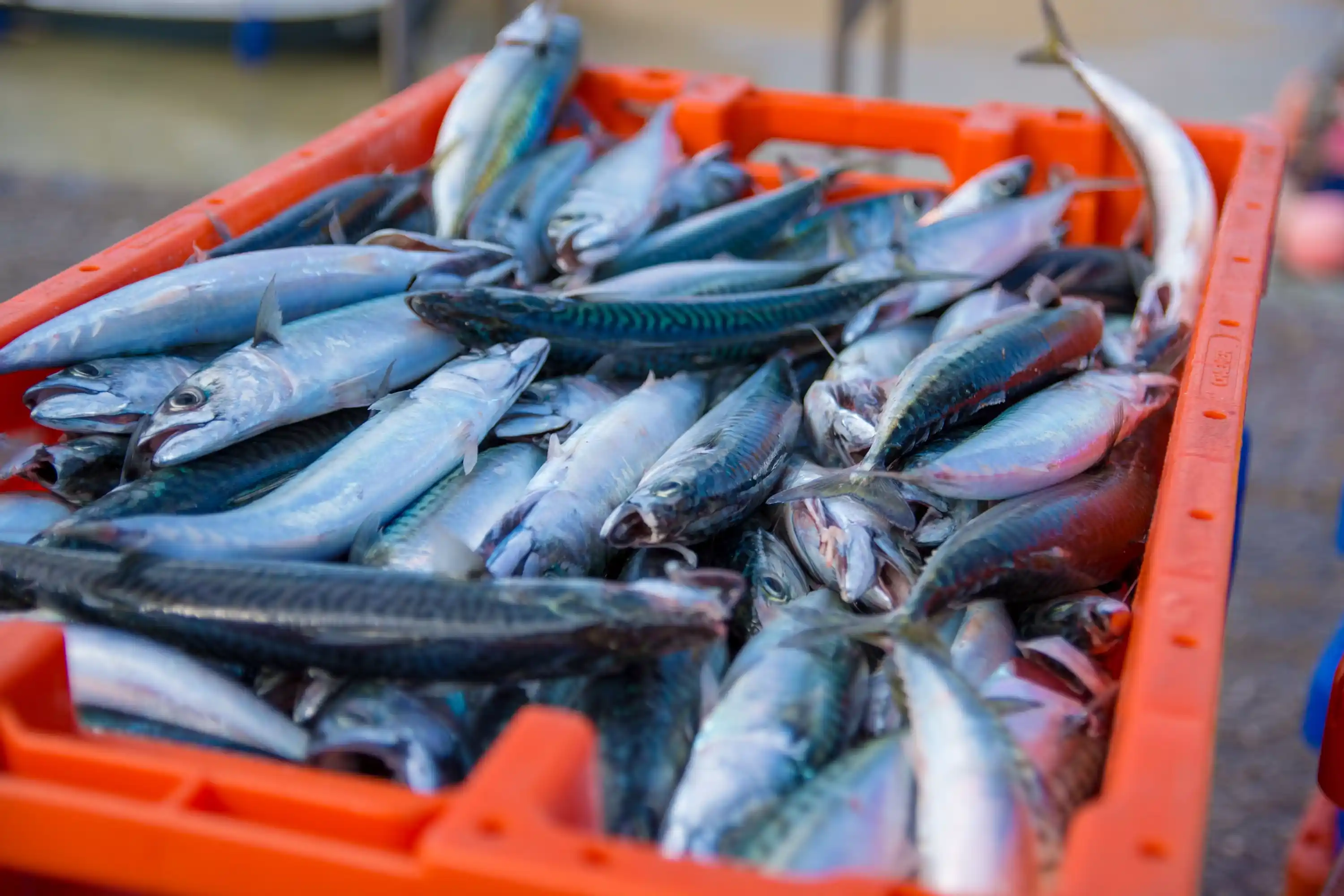 Caixas de pescado resfriado preparadas para embarque internacional